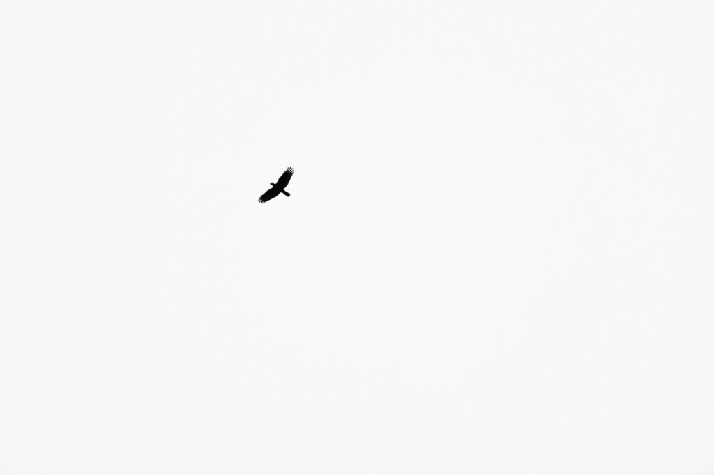 crow, raven, black, bird, simple, atmosphere, minimal, minimalism, text, copy, space, white, sky, in, nature, flight, flying, silhouette, minimalist, minimalistic