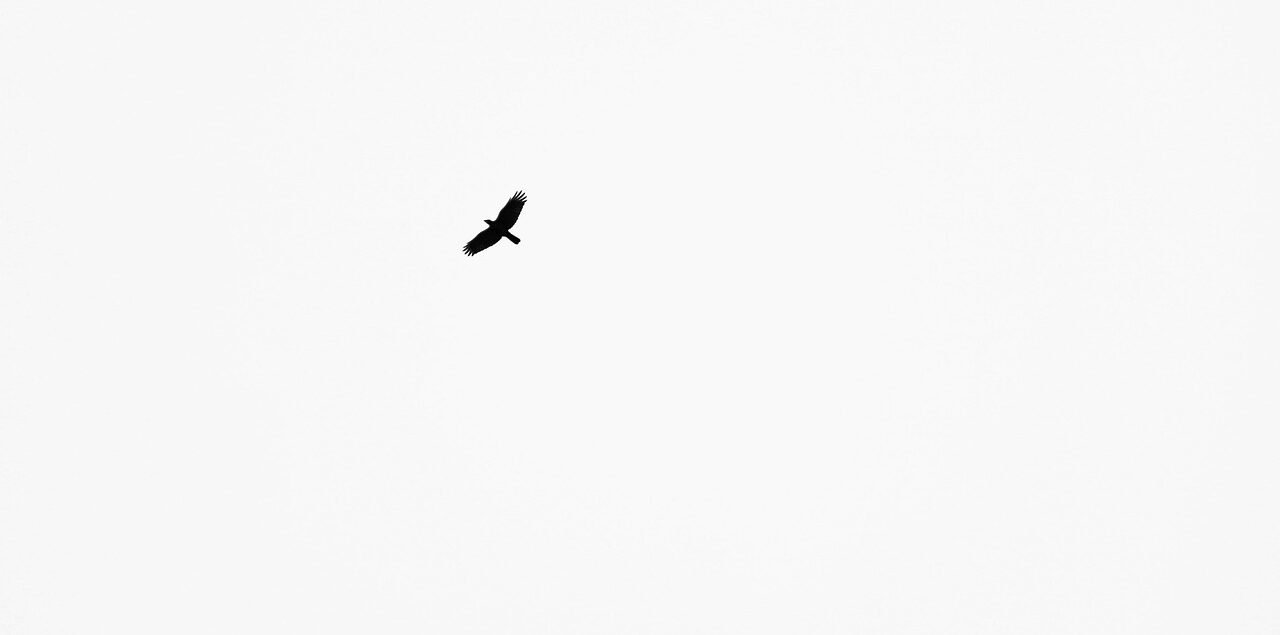 crow, raven, black, bird, simple, atmosphere, minimal, minimalism, text, copy, space, white, sky, in, nature, flight, flying, silhouette, minimalist, minimalistic